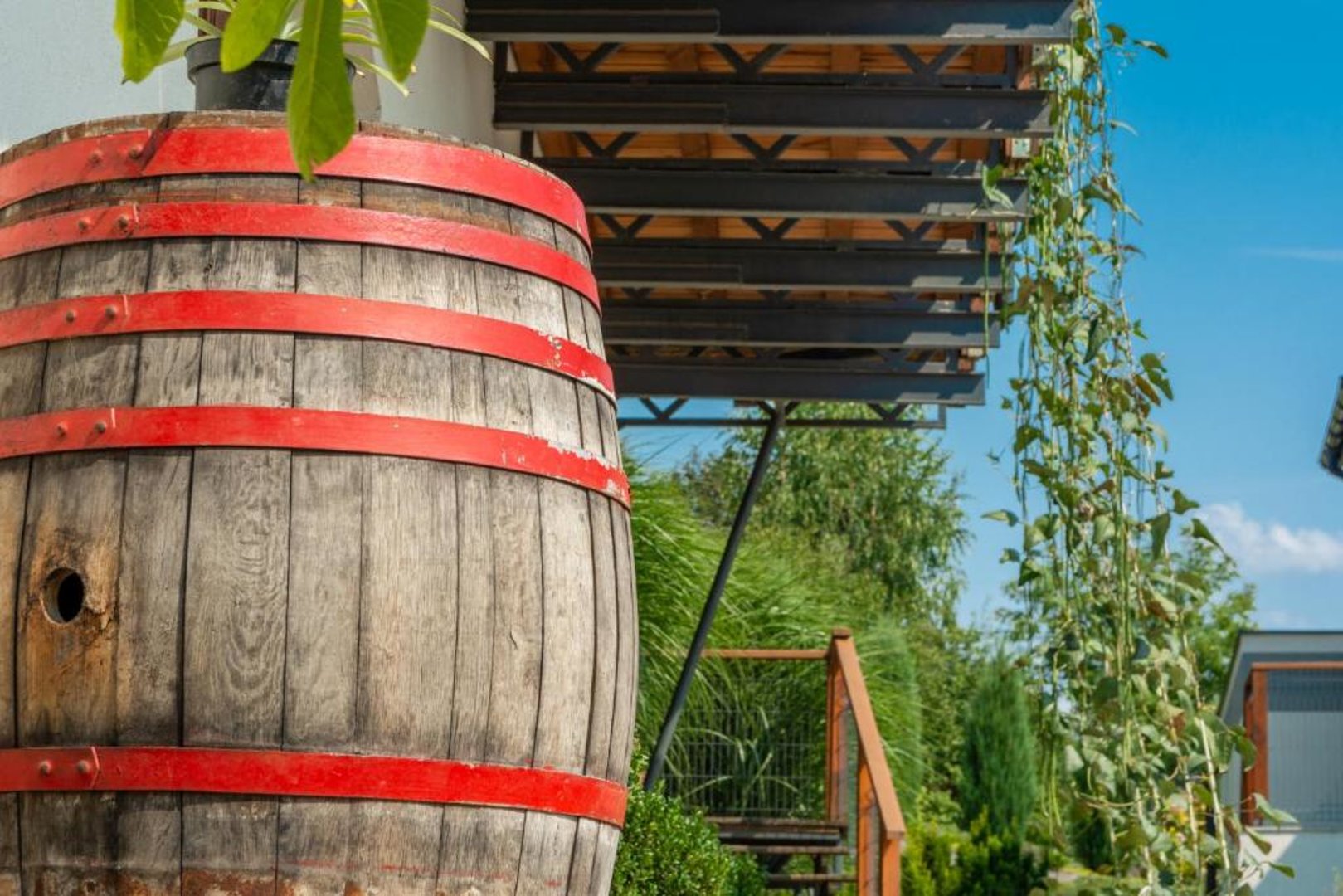 Winnica Płochockich Barbara Płochocka - 5